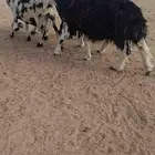 شاه نجديه سنها جامع دافع مشروطه