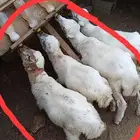 ثلاث رخيل للبيع