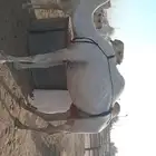 خلفه وضحى معه قعود على جميع الشروط