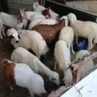ماعز غنم انوع وأشكال مع الذبح وتقطيع وتوصيل 150