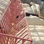 طليان حريه من الديره بلدي شرط الشرط