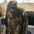 ايش الطير هذا ي شباب