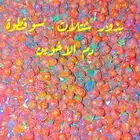 دم الأخوين شجرة سوقطوة بذور