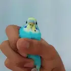 زوج بادجي واحد بيع والثاني تبني