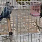 للبيع مجموعة طيور روز