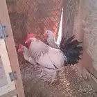 طقم فرنسي كولمبي