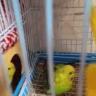 ذكر بادجي واحد نوع استرالي