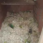 جوز دره غير اليف قريب ينتج