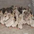 صوص بط بكيني