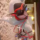 اجار جمال خيول سيسي باليوم اسبوع شهر اتصل نصل