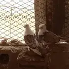 زوج حب الرمان