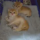 نواني سكوتش ستريت قولد من نسل ابسولو