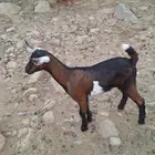 عتود يرضع غنم وضان