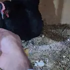 دجاجه بصيصانها 9