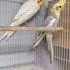 جوز كروان باناجه