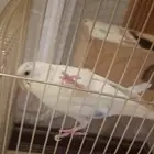 طير الحب