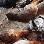 دجاج بلدي وباكساتني