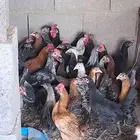 دجاج بلدي