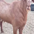 فحل أدهم مطور