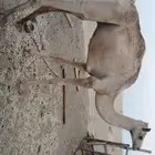 قعود هجن ولد ولد الفايز
