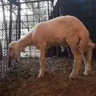 للبيع طلي حري تربية