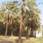 نخيل البيع بجميع أنواعه