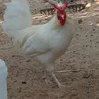 للبيع ديك الون أبيض صك العرف تاج كما واضح في الصورة