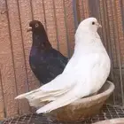 جوزين اسكاي كتر أوكراني حمام طيار عمودي طلوع ونزول