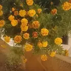 زراعه وحدائق