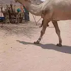 للبيع القعود الاصفر الكفوو