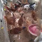 ديوك تركي حجم تب