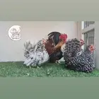 دجاج جبانيز قزم