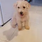 كلبه ملتيز