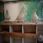 حمام فرنسي