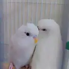 طيور بادجي البينو اناث و موجود الوان حلوه تم بيع