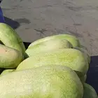جح حبحب