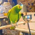 امزوني بلوفرينتد