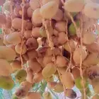 خرافين نخيل  خبره قديمه وجيدين وثقه في اي مكان في رياض