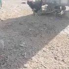 دجاج اسود بلدي صحته 100  15ريال