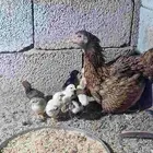 دجاجه باكستاني بفروخها