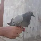 هاذا اسمه فطيس ذكر حمام بلدي ذكي جدا يباله يتعود على صاحب جد