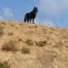 لتزاوج فقط