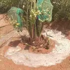 جثاثيت نخل للبيع جميع الأنواع