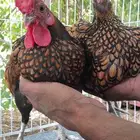 دجاج سبرايت نحاسي
