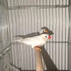 زوج زيبرا