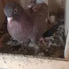 حمام قطيفي