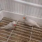زواج زيبرا للبيع بل قفص