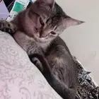 قطه شيرازي للتبني