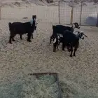 معزا والد معه تيس وجفرتين كل وحده معه وحد وشطور على شرط