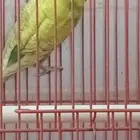 تبديل أنثى مع أنثى